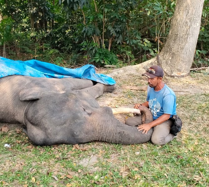 Gajah Diego Mati di Usia 17 Tahun, Diduga Akibat Infeksi Pencernaan Kronis