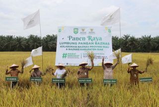 Dukung Program Ketahanan Pangan, BAZNAS Riau Lakukan Panen Raya di Siak