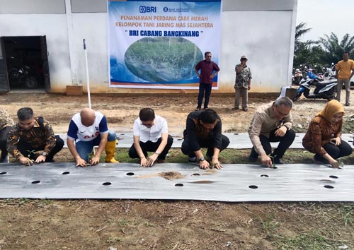 Dukung Kemandirian Pangan, BI dan BRI Dukung Kelompok Tani Gelar Penanaman 40.000 Bibit Cabai