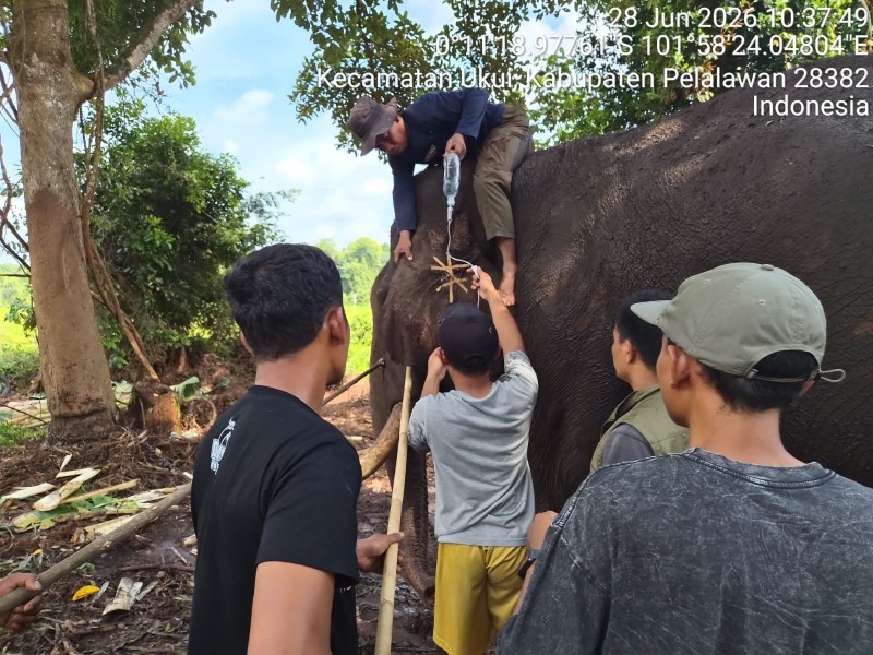 Sempat Dirawat Intensif, Gajah Flying Squad TN Tesso Nilo 