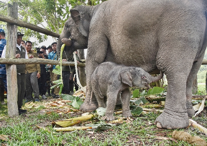 Anak Gajah Sumatera di Tesso Nilo Resmi Diberi Nama Ganesha