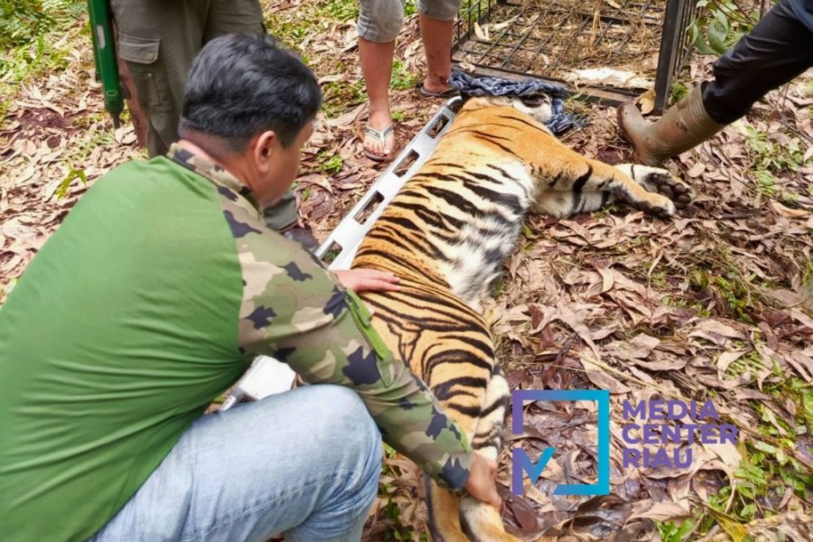 Tragis! Harimau Sumatera Tewaskan Pekerja di Pelalawan, BBKSDA Evakuasi