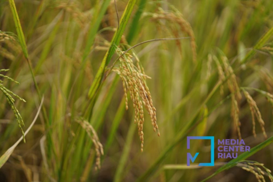 Produksi Beras Riau Ditargetkan Naik 30 Persen, Ini Program yang akan Dilakukan