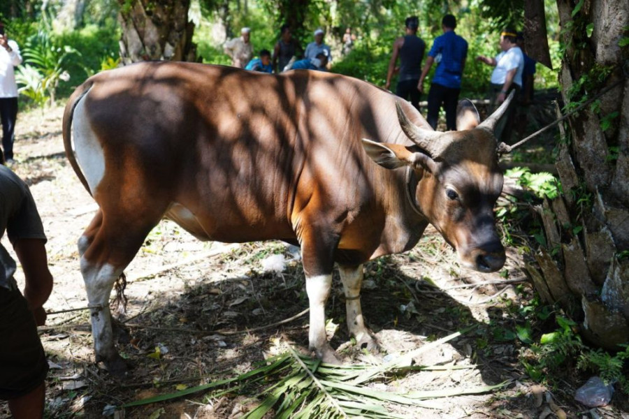 Kabupaten/Kota Diminta Usulkan Sapi Kurban Bantuan Presiden di Riau, Minimal Beratnya 1 Ton
