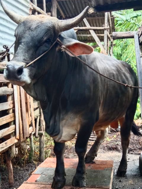 Begini Penampakan Sapi Kurban Bantuan Presiden di Riau