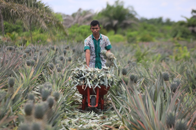 Nilai Tukar Petani di Riau Pada Februari 2024 Naik, Ini Sebabnya