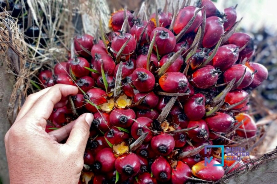 Harga Kernel Naik, Ikut Dongkrak Harga Kelapa Sawit Mitra Plasma