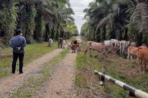 Vaksinasi PMK di Riau Capai 3.249 Dosis, Peternak Diimbau Waspada Cuaca Ekstrem