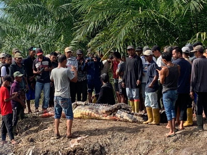 Pria Lansia di Rohil Ditemukan Dimangsa Buaya
