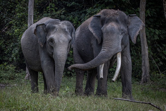 Karhutla Ancam 21 Kantong Habitat Gajah Sumatera, Geopix Soroti Krisis Ekologis